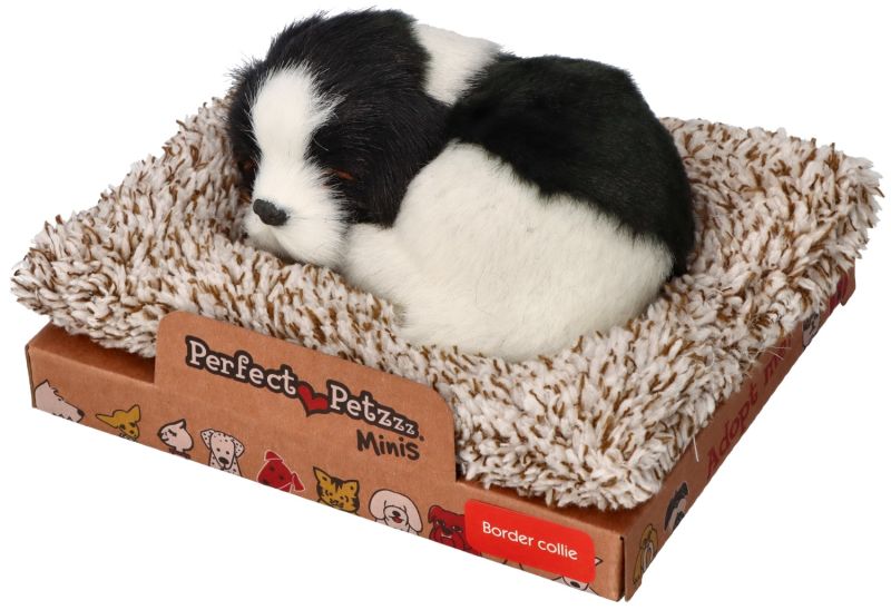 Śpiący na legowisku Border Collie
